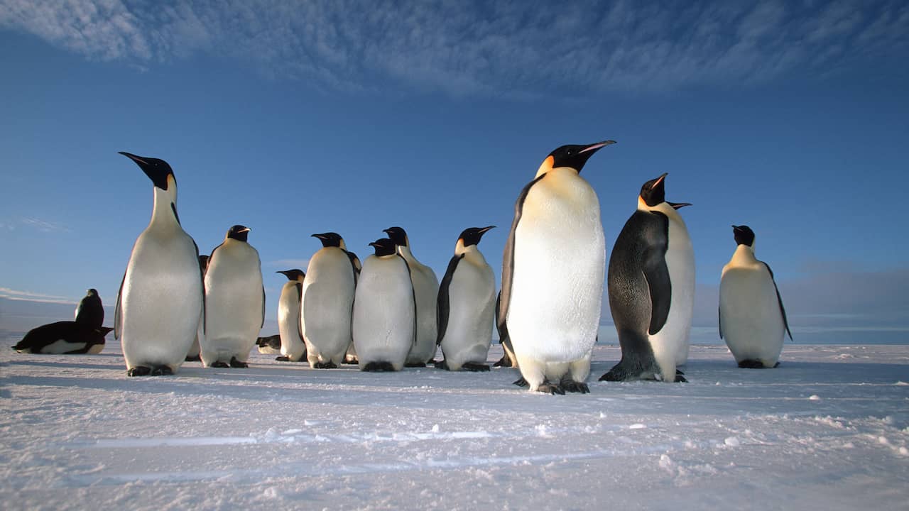 Keizerspinguïn en pelsrob met uitsterven bedreigd door klimaatverandering