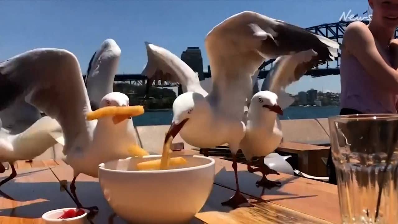 Video | Sydney zet tientallen honden in om brutale meeuwen te verjagen