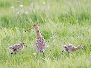 Dieren in gevaar door aanhoudende droogte: 'Wacht niet langer met maatregelen'