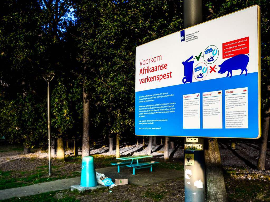 Voedselautoriteit ziet Afrikaanse varkenspest naderen, wijst op hygiëne