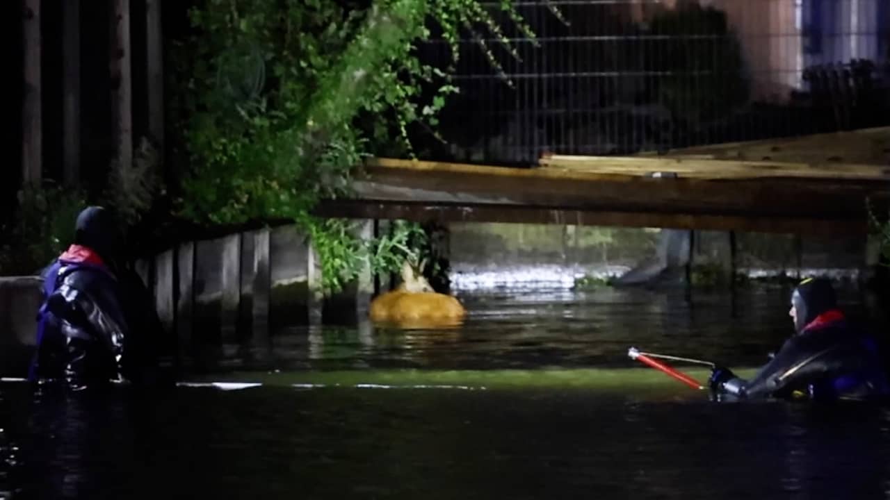 Video | Brandweer redt hert met duikers en boot uit Delftse Schie