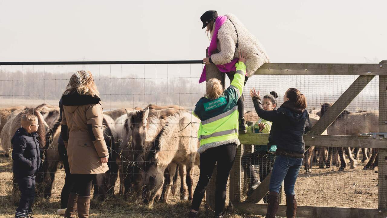 Honderden demonstreren tegen dierenbeleid Oostvaardersplassen