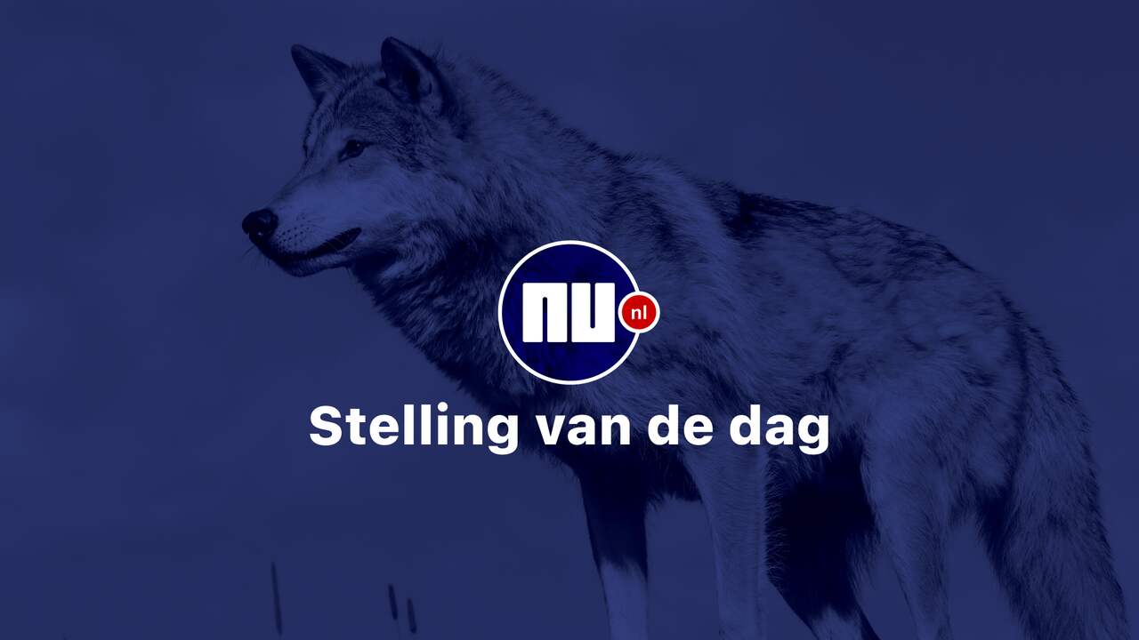 Voor de wolf is in Nederland geen plek | Stelling en Praat Mee | NU.nl