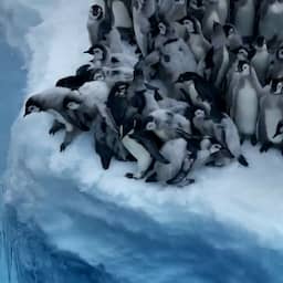 Video | Unieke natuurbeelden tonen hoe pinguïns van klif springen