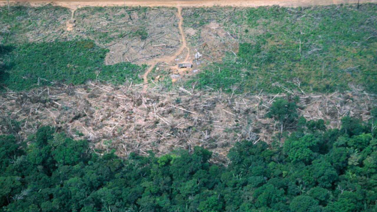 Foto bij Klimaatverandering laat steeds minder tijd om bossen te herstellen