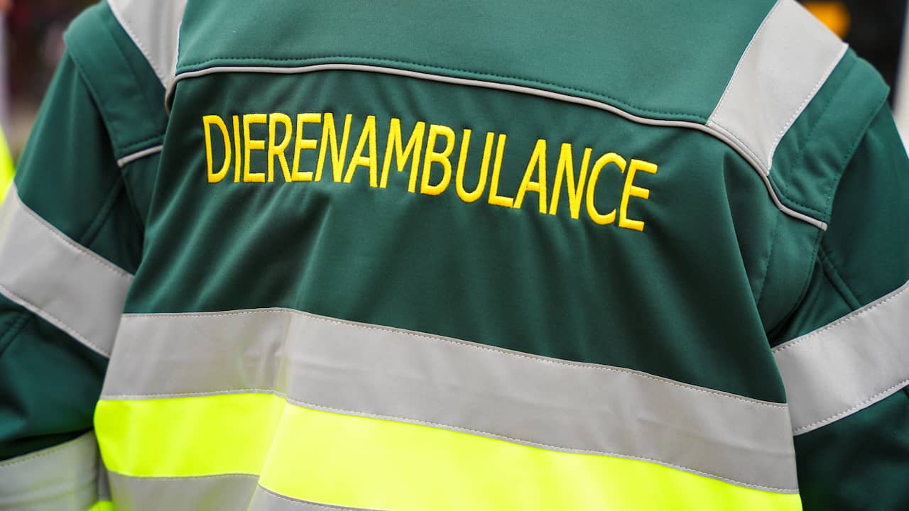 Drie babywasbeertjes achtergelaten in schip, één diertje redt het niet