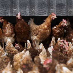 Ophokplicht pluimvee overal in Nederland opgeheven, nu ook in Gelderse Vallei
