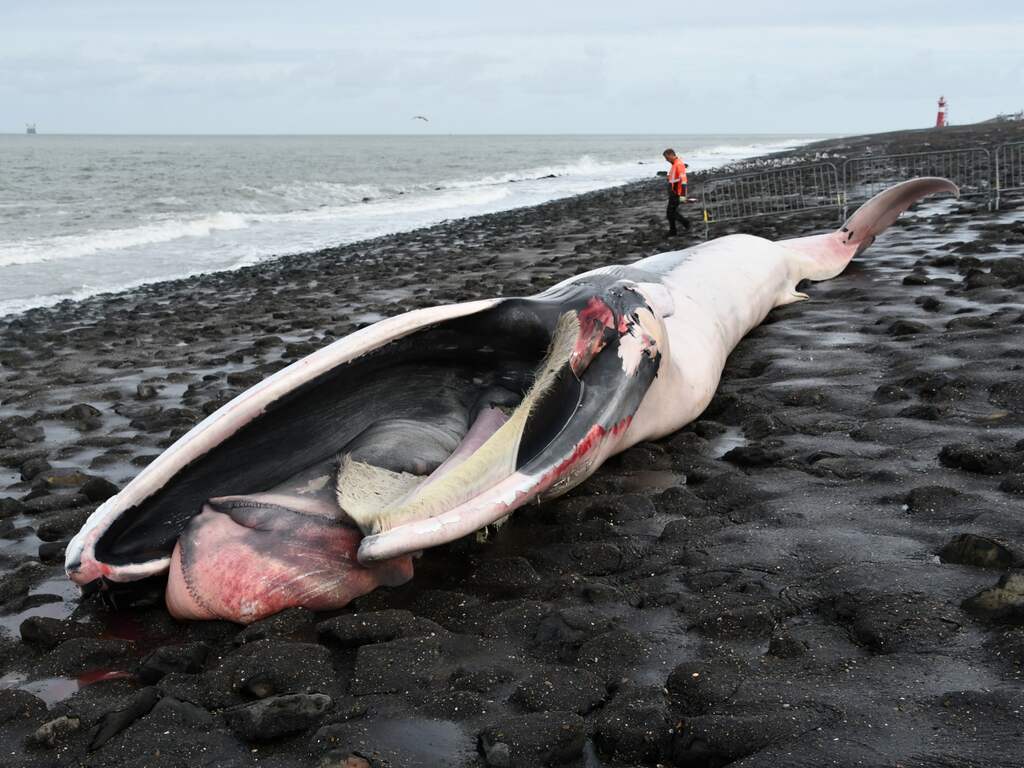 Vinvis aangespoeld Westkapelle