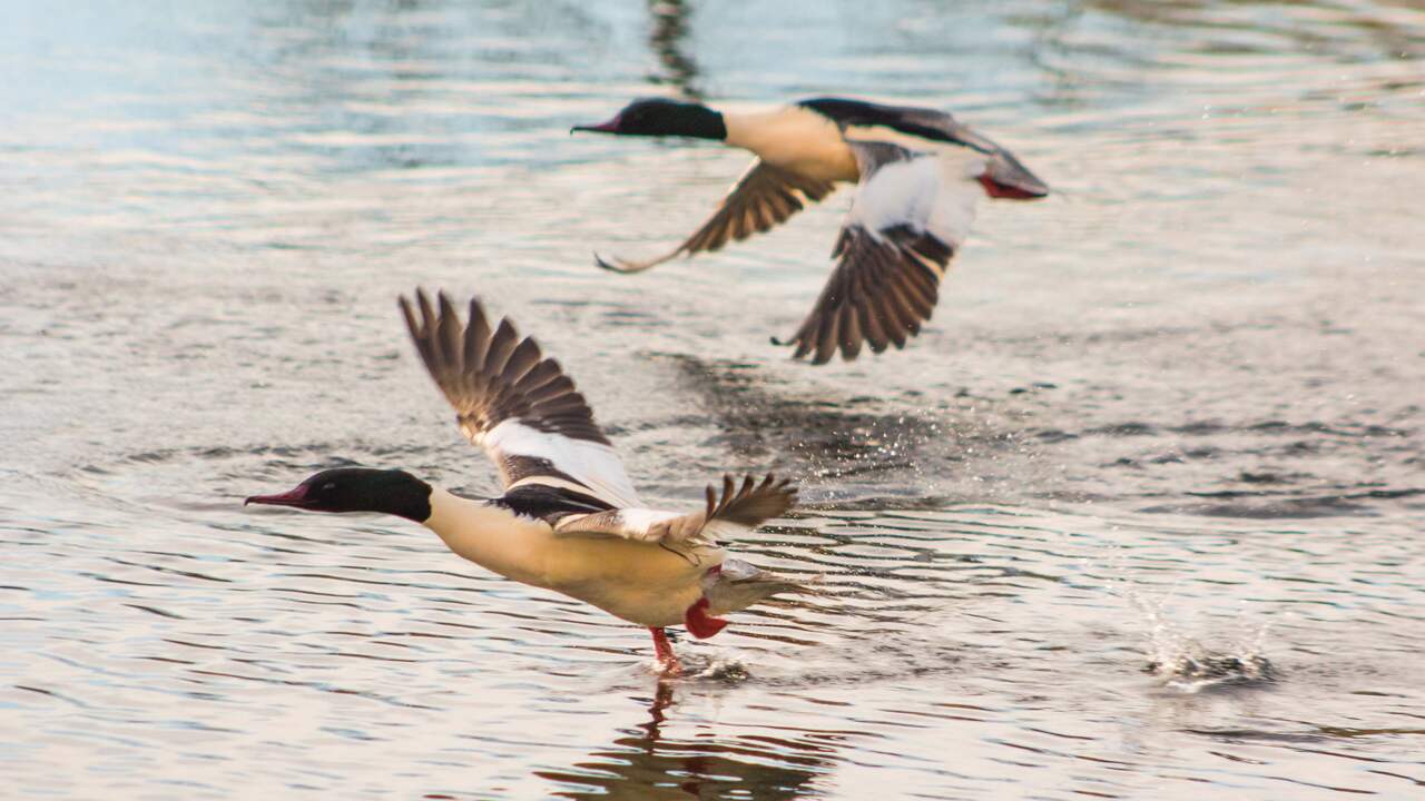 Waterschap legt natuurlijke oever aan bij Gapinge