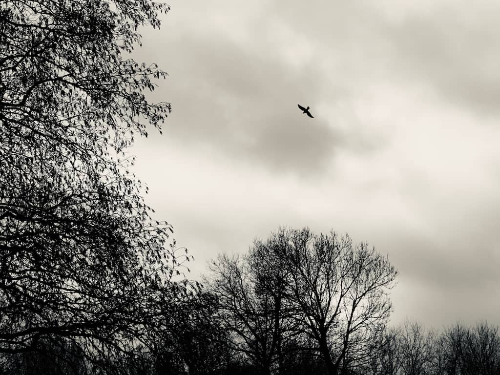 Dinsdag 18 december: De zon komt met grote moeite door de bewolking heen in Zuid-Holland