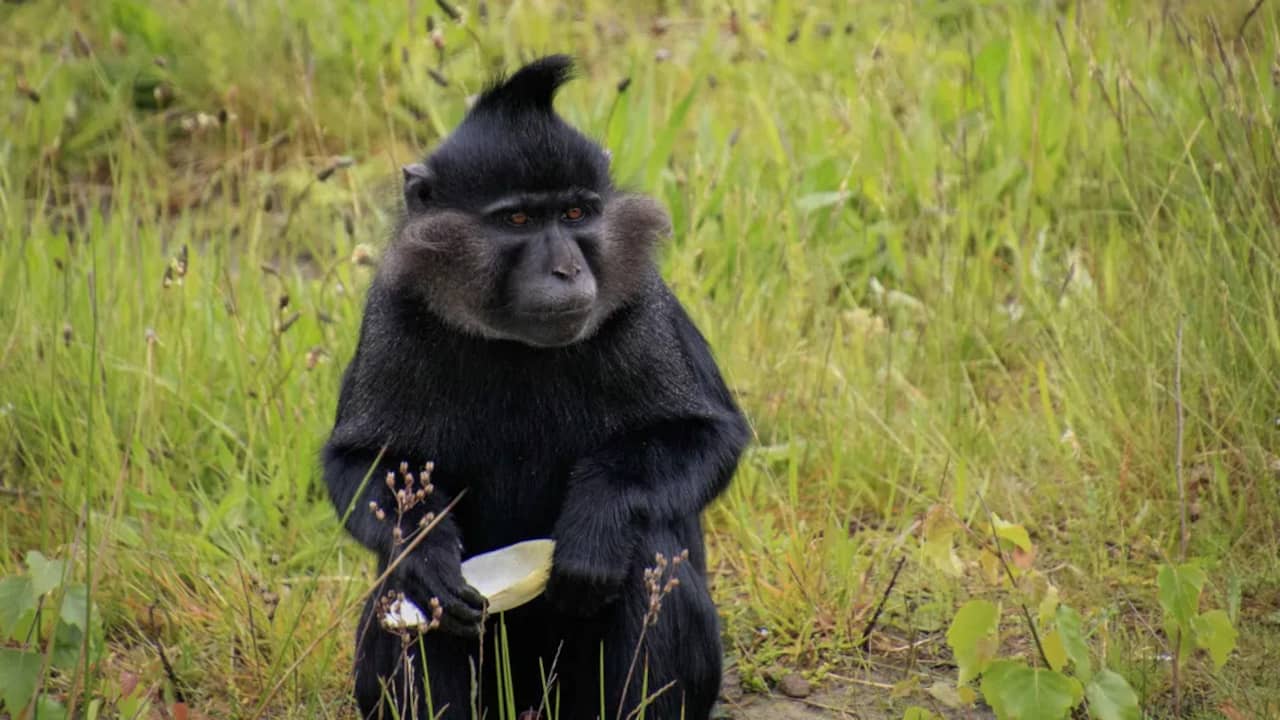 Ontsnapte aap Beekse Bergen na kleine maand nog niet gevangen