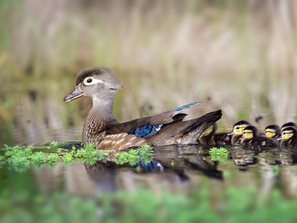 Weerbericht: Mei start met zon en warmte met hier en daar kans op regen
