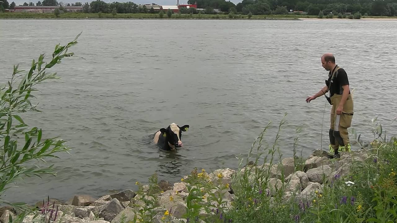 Video | Koe neemt duik in snelstromende Waal en wordt gered door de brandweer