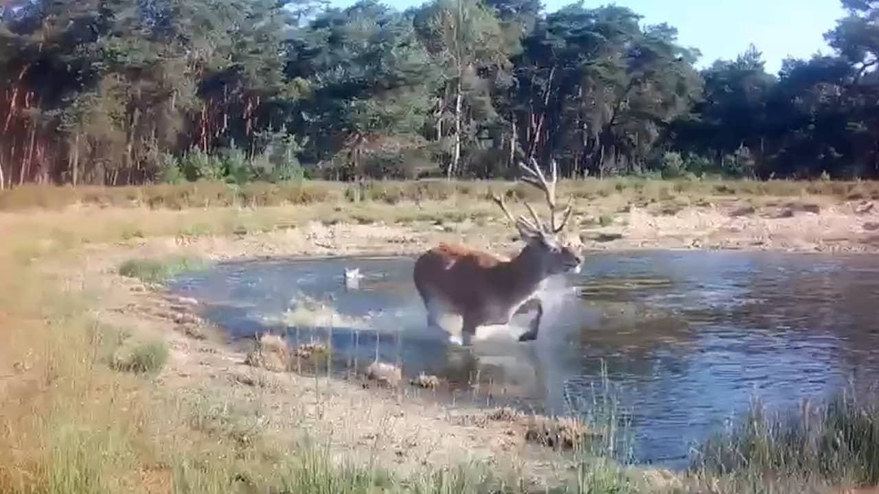 Video | Boswachter deelt beelden van wolf die hert achternazit op Veluwe