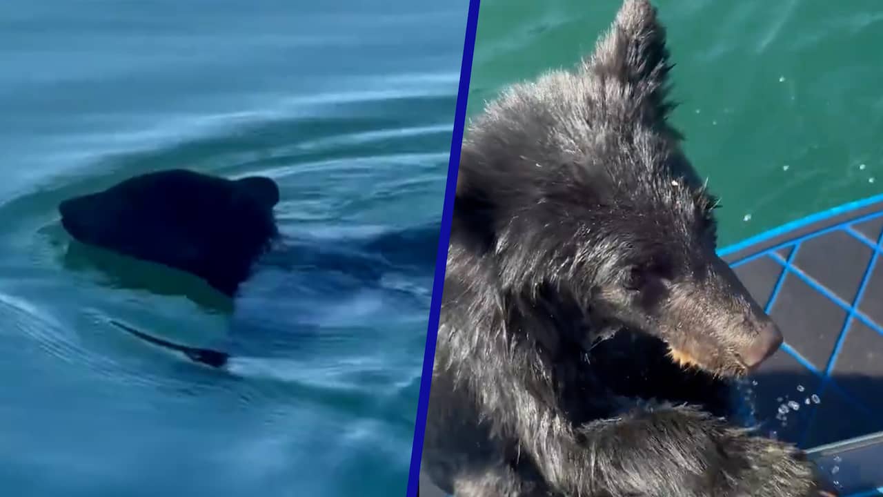 Canadees stel redt worstelend beertje uit het water