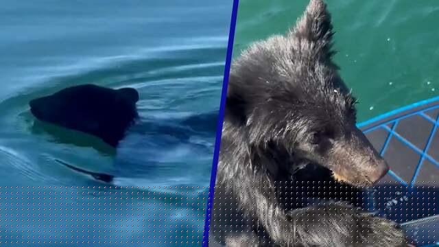Canadees stel redt worstelend beertje uit het water