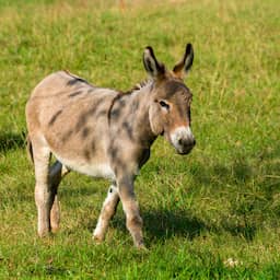 Ezel die werd gedood op Zeeuwse kinderboerderij werd mogelijk ook verkracht