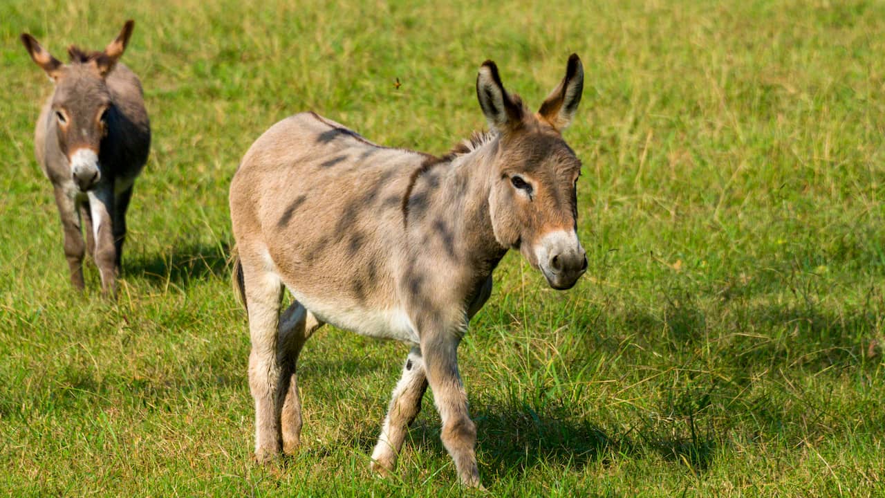 Ezel die werd gedood op Zeeuwse kinderboerderij werd mogelijk ook verkracht