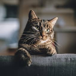 NU+ | Huisdieren zijn lief en leuk, maar ben je er wel geschikt voor?