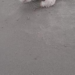 Zeldzame zeehond met albinisme gevonden op strand Neeltje Jans
