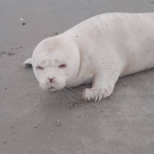 Illustratie bij: Zeldzame zeehond met albinisme gevonden op strand Neeltje Jans