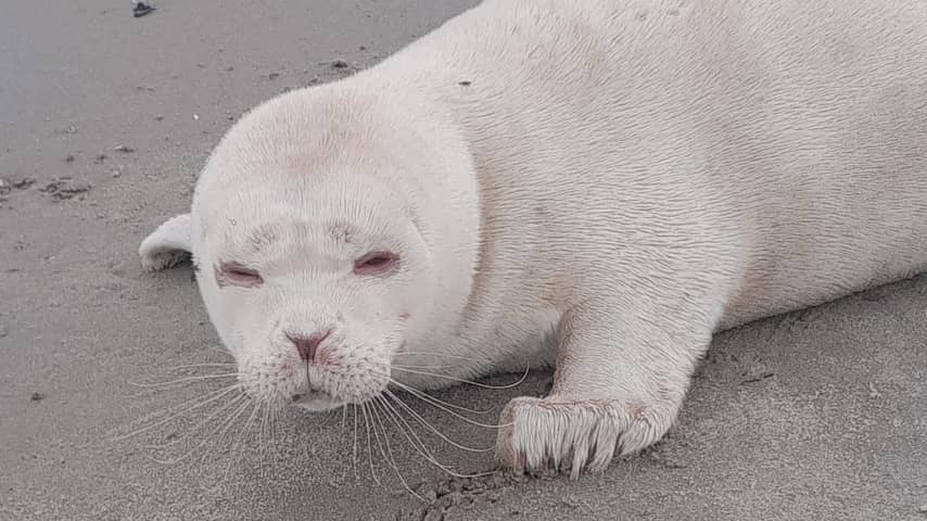 Zeldzame zeehond met albinisme gevonden op strand Neeltje Jans