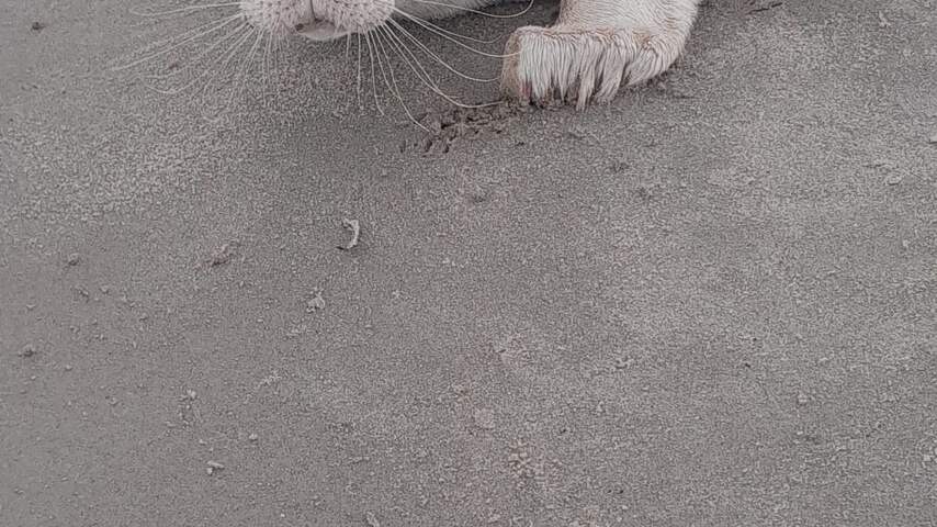 Foto bij Zeldzame zeehond met albinisme gevonden op strand Neeltje Jans