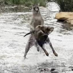 Video | Kangoeroe pakt hond op nadat dieren elkaar uitdagen in Australië
