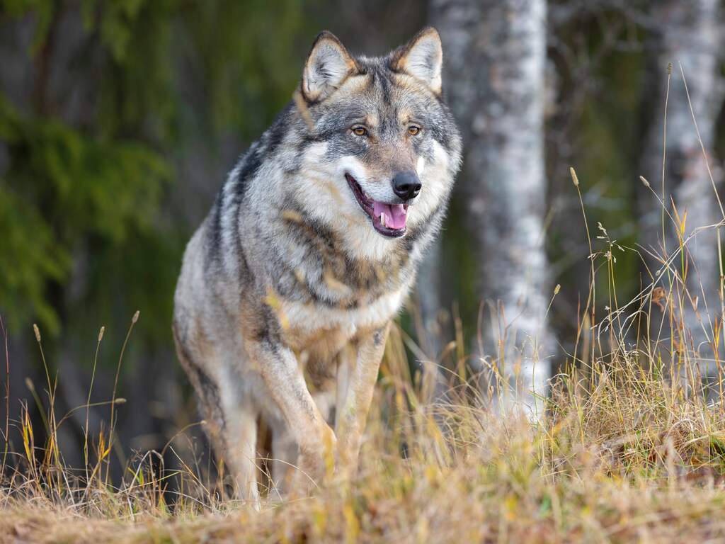 Natuurgebied bij Leusden deels dicht voor publiek na incidenten met wolf