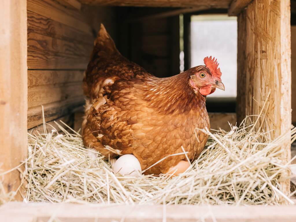 Ei van hobbykip mogelijk niet veilig, verstandig om af te wisselen met gekocht ei