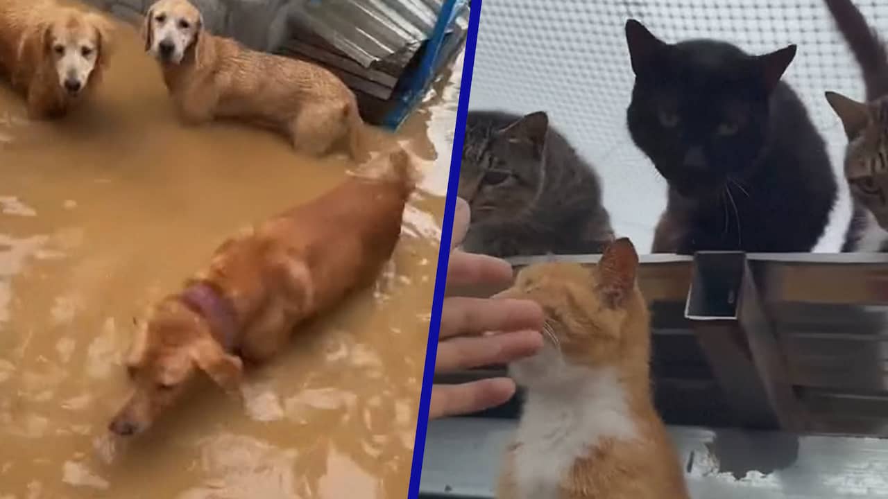 Video | Eigenaar van opvang in China evacueert dieren terwijl water stijgt
