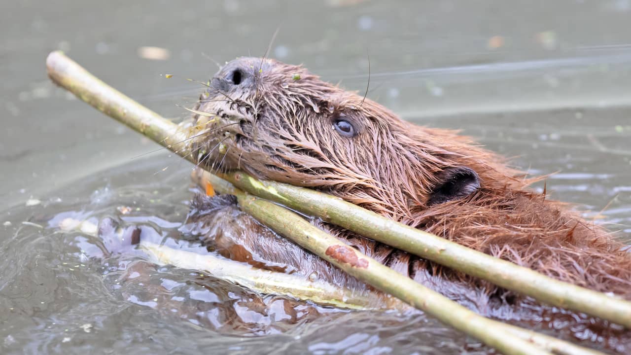 Bever veroorzaakt schade in Zuid-Holland, provincie sluit afschieten niet uit