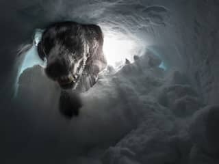 Slachtoffers van lawine in Zwitserland gered dankzij hun blaffende honden