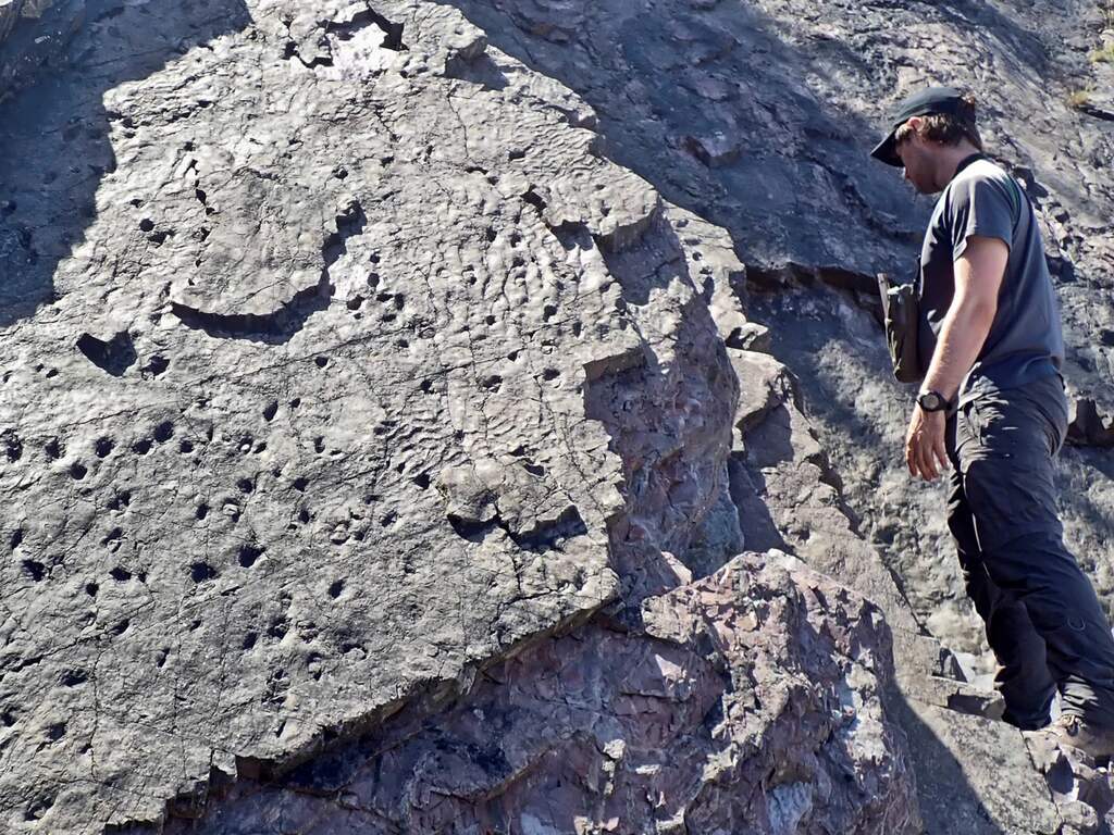 Britse wetenschappers vinden oudste bos ooit: bomen van 390 miljoen jaar oud
