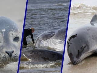 Het wordt steeds drukker op zee, maar dieren stranden niet vaker