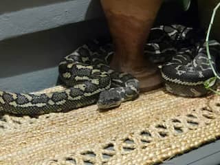 Python | NU - Het laatste nieuws het eerst op NU.nl