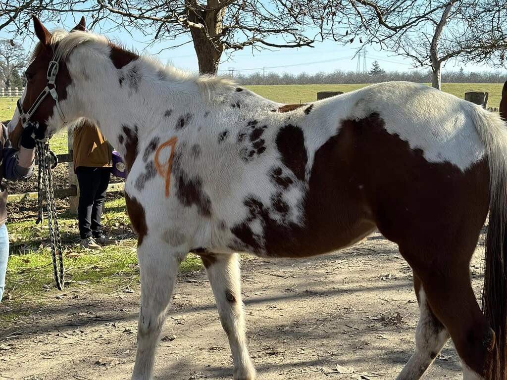 Amerikaanse opgepakt na vondst 27 dode paarden: 'Extreme verwaarlozing'