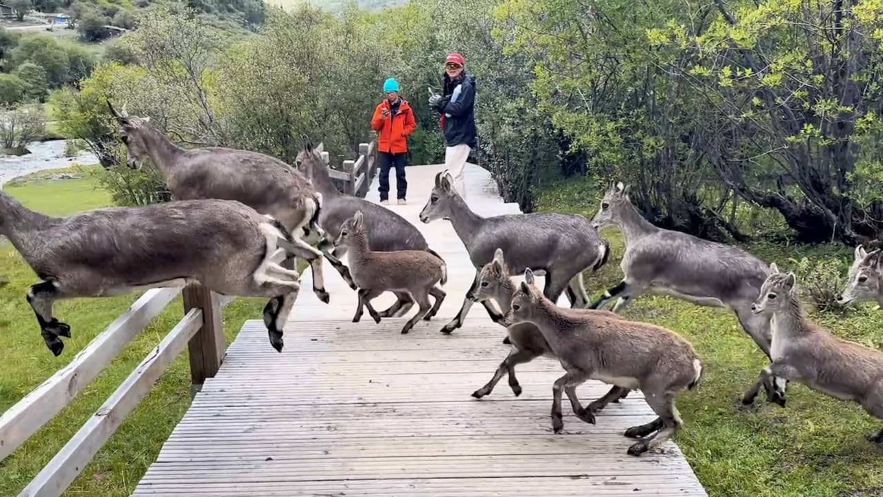 Video | Grote kudde blauwschapen verrast wandelaars in China