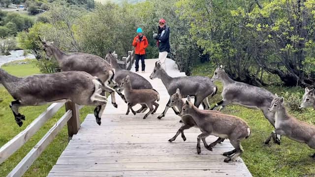 Video | Grote kudde blauwschapen verrast wandelaars in China
