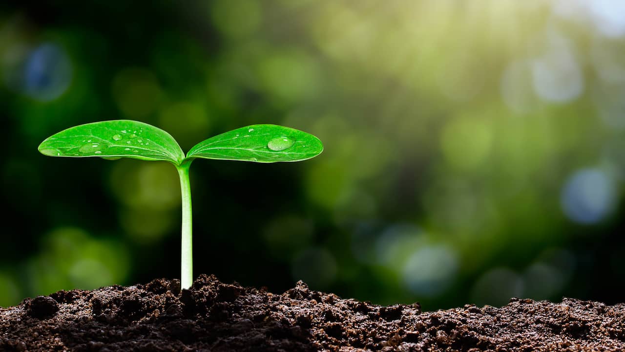 IJsheiligen is voorbij: je plantjes mogen in de volle grond | Slimmer