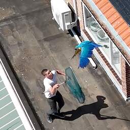 Video | Ontsnapte ara na urenlang kat-en-muisspel gevangen in Emmeloord