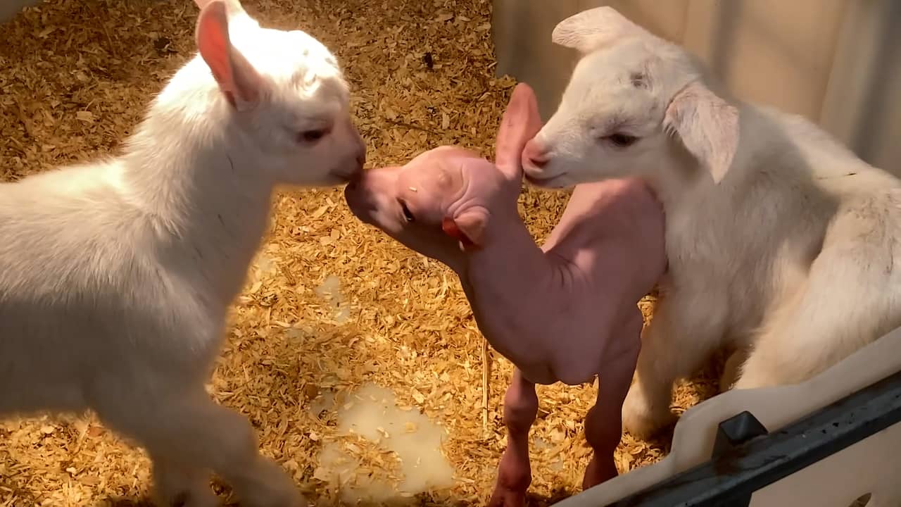 Video | Gek gezicht: haarloos geitje geboren in Enschede
