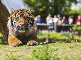 Een avontuurlijk dagje uit bij Koninklijke Burgers' Zoo van €29,- voor €23,50