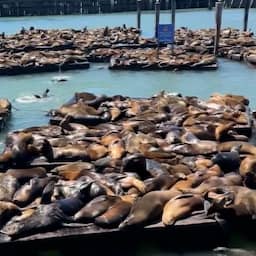 Video | Populatie zeeleeuwen explodeert op pier in San Francisco