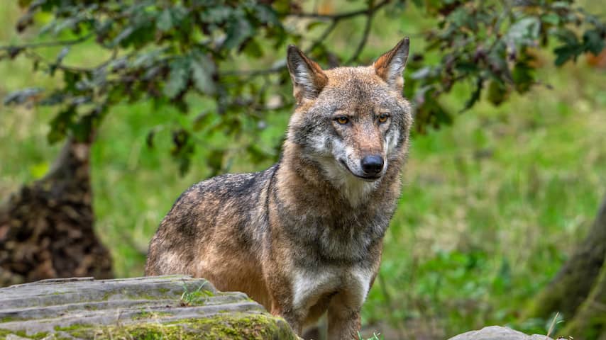 Utrecht stelt als eerste provincie raster verplicht voor vergoeding wolvenschade
