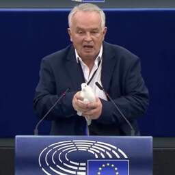 Europarlementariër verstoort vergadering met vredesduif: 'Kunt u 'm ook vangen?'