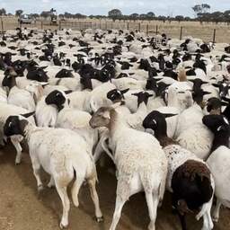 Duizenden schapen met miljoenenwaarde gestolen van Australische boerderij