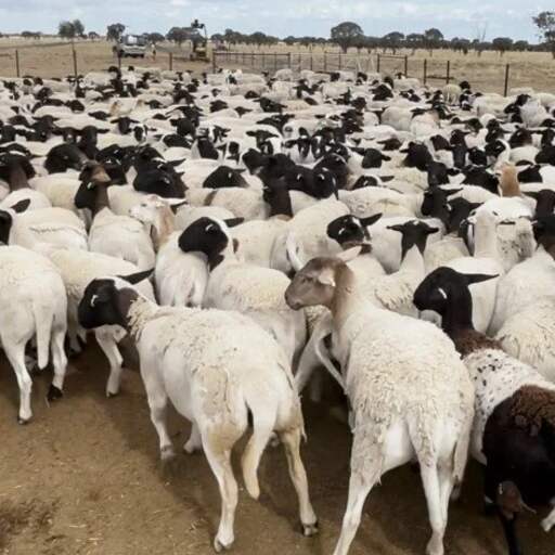 Illustratie bij: Duizenden schapen met miljoenenwaarde gestolen van Australische boerderij