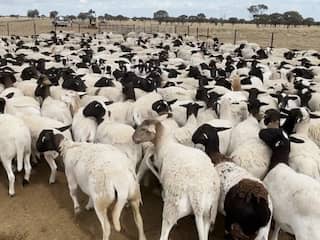 Duizenden schapen met miljoenenwaarde gestolen van Australische boerderij