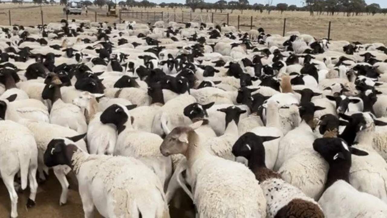 Foto bij Duizenden schapen met miljoenenwaarde gestolen van Australische boerderij